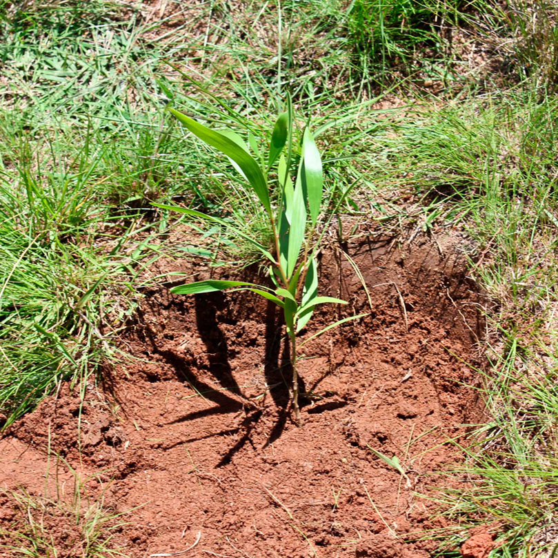 Norcross Madagascar Land Development Plan